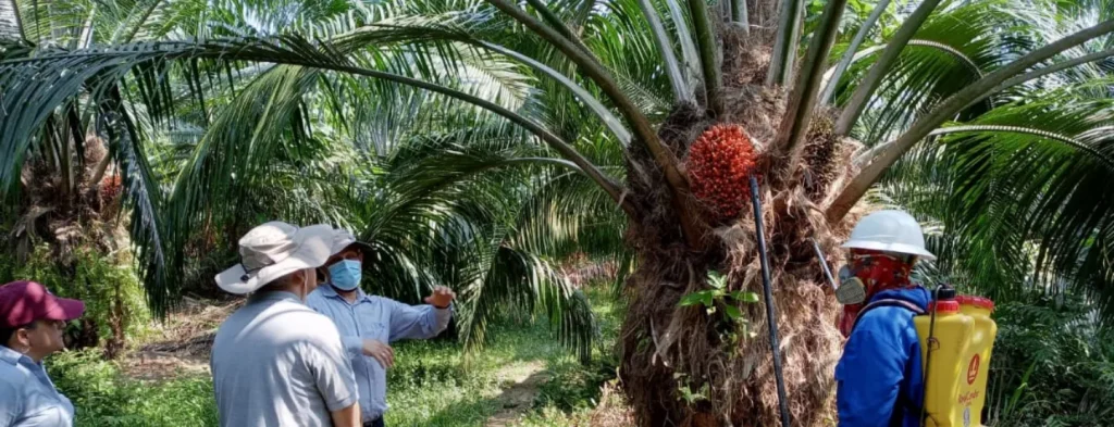 Innovación en el manejo del híbrido interespecífico OxG en la XVIII Reunión Técnica Nacional de Palma de Aceite