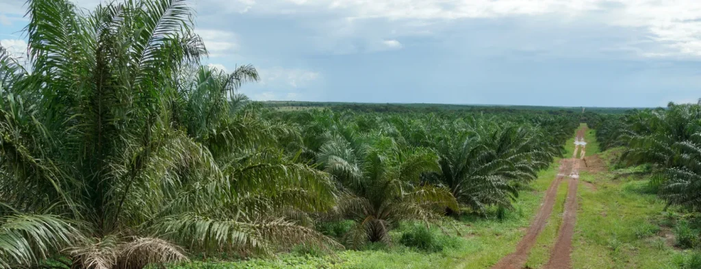 Predicciones fenómeno de El Niño para septiembre