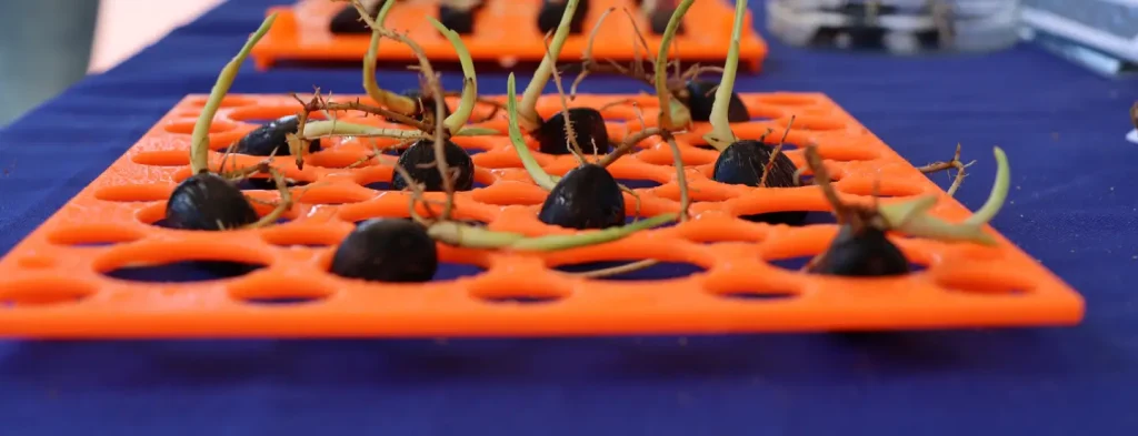 Evite engaños a la hora de adquirir semillas de palma de aceite