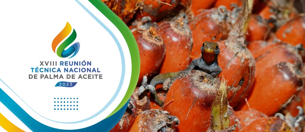 El sector palmero avanza en la implementación de buenas prácticas sostenibles