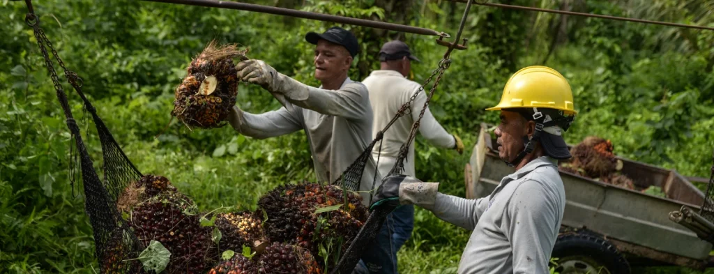 RTN de Palma de Aceite: tecnologías para optimizar procesos y mayor eficiencia en la agroindustria
