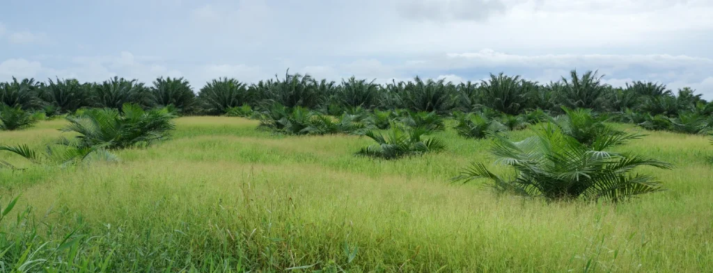 Cómo actuar frente a situaciones que afecten la propiedad privada