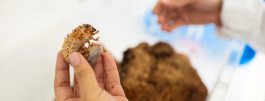 El manejo integrado de insectos plaga en la XVIII Reunión Técnica Nacional