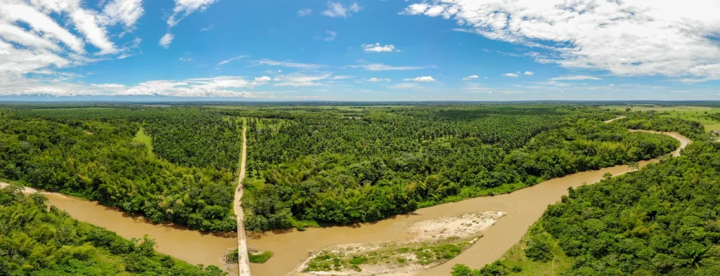 El 99% de los cultivos de palma de aceite en Colombia están libres de deforestación: Satelligence