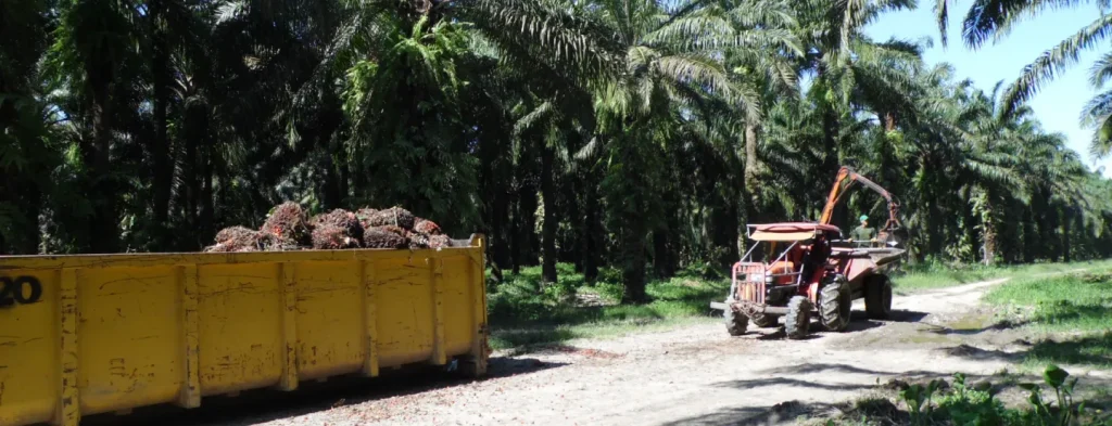 La mecanización de la cosecha puede incrementar la productividad laboral de las plantaciones