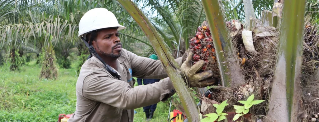 Mejores prácticas para incrementar la productividad laboral en la cosecha de racimos de fruta fresca