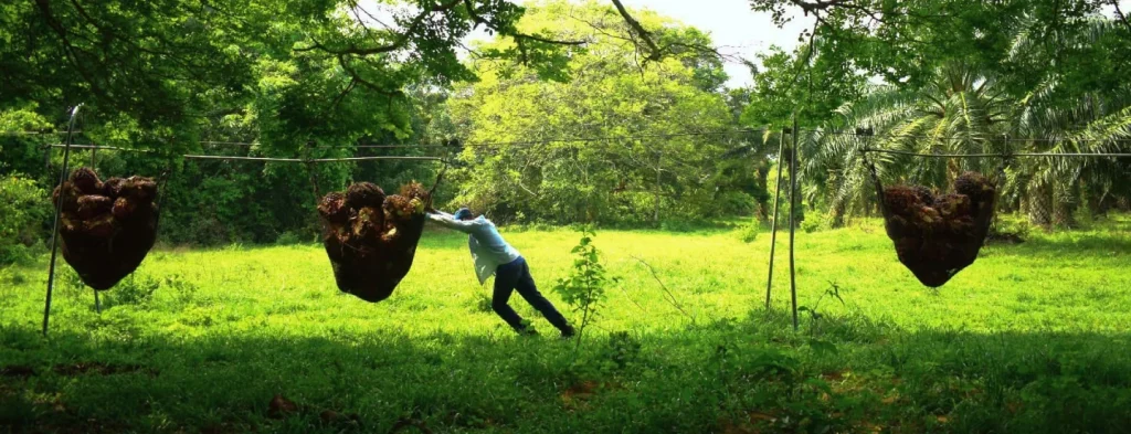 SISPAPLUS, la renovada plataforma de estadísticas del sector palmero