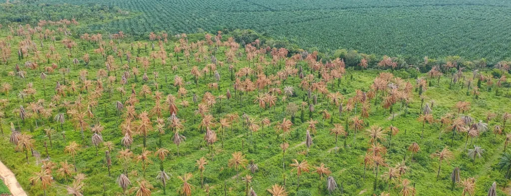 Colombia cuenta con una Ley de Protección Fitosanitaria