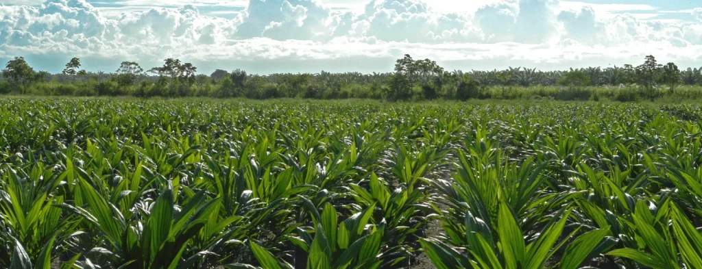 Recomendaciones para las nuevas siembras de palma frente a la inminencia del fenómeno El Niño en el 2023