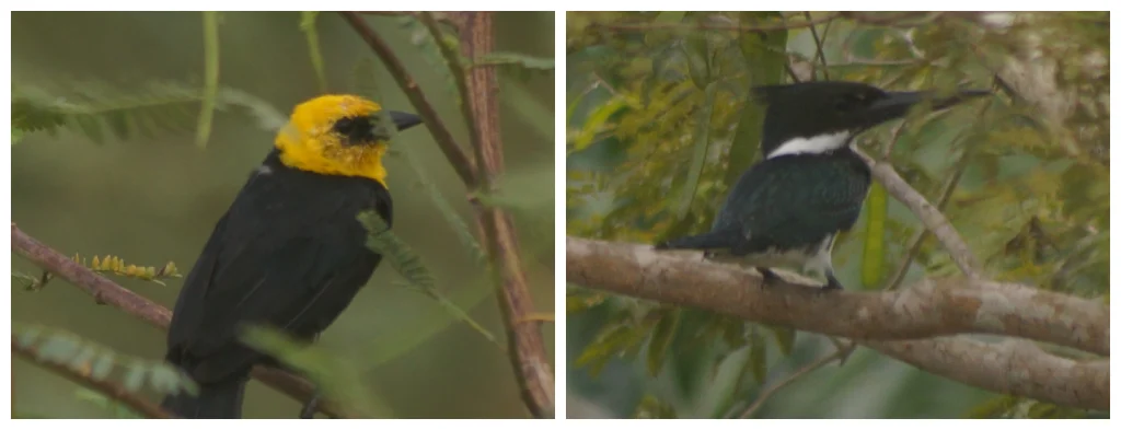 Más de 120 especies registradas durante el October Big Day en el sector palmero colombiano