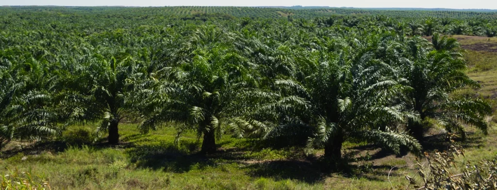 Avances y retos de la industria de la palma de aceite en el mundo