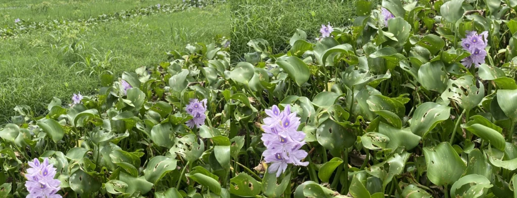 Humedales artificiales como complemento terciario al tratamiento biológico convencional de los efluentes de plantas de beneficio
