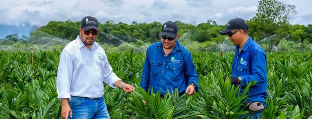 Mejores prácticas agrícolas al alcance de un clic