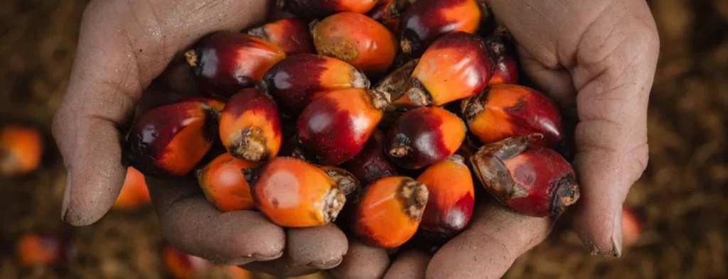 Mesa Sectorial de Palma de Aceite y Oleaginosas