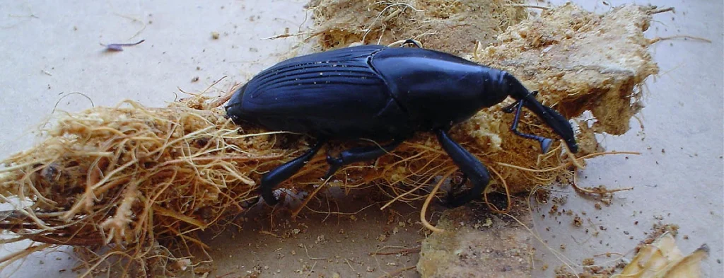 El abecé de la Feromona Rhynchophorol C de Tecnopalma