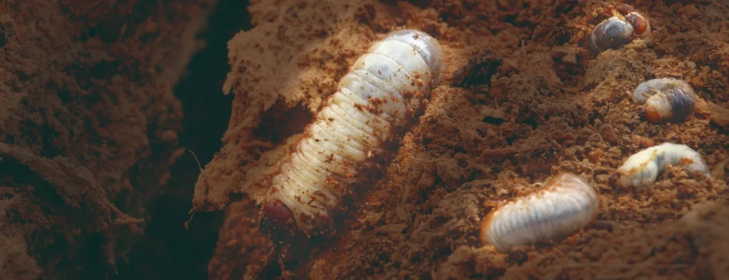 Lo que debe saber sobre Strategus aloeus