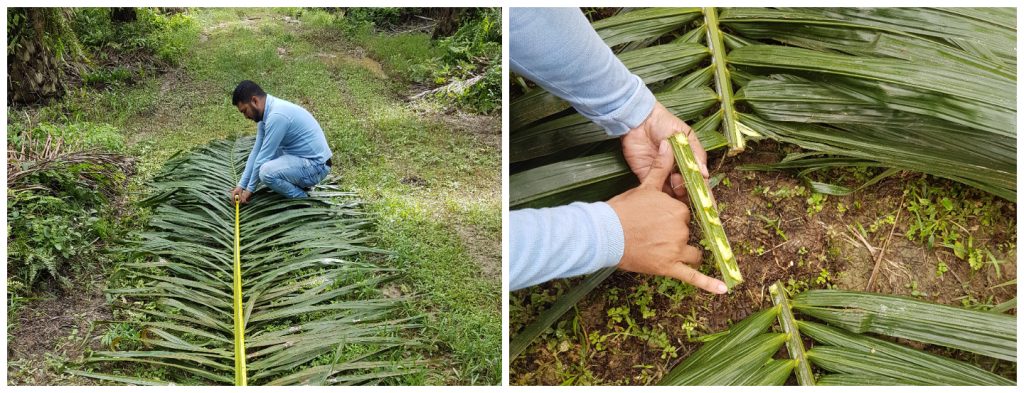 Muestreo y análisis de raquis en el diagnostico nutricional de la palma de aceite