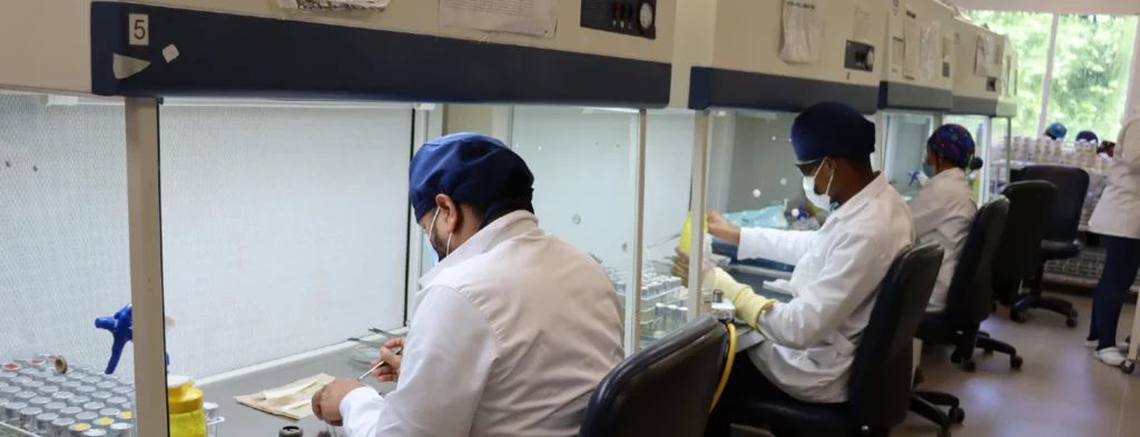 Tecnopalma realizó la introducción de la palma número 300 en su laboratorio de clonación