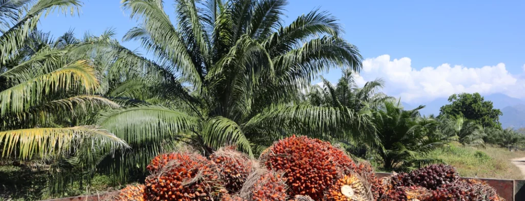 Predicción probabilística ENOS (El Niño Oscilación del Sur)
