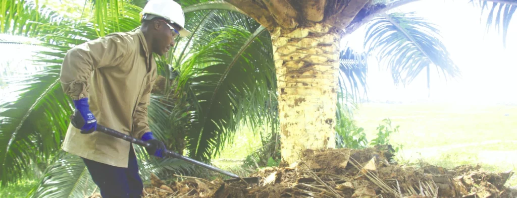Pudrición de bases peciolares: manejo exitoso en Tumaco