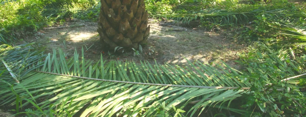 Con las mejores prácticas agrícolas se combate el déficit hídrico
