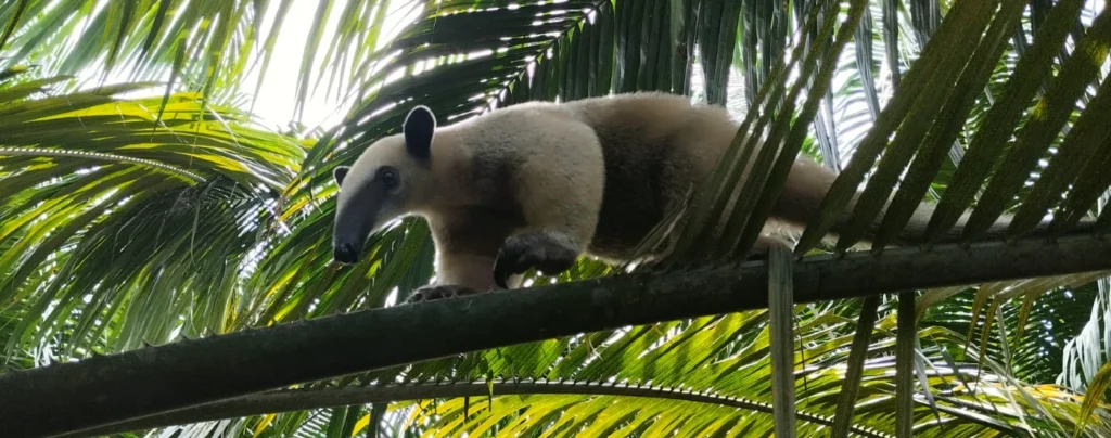 Agropecuaria La Holanda S. A. S., promueve la biodiversidad a través de concurso de fotografía en cultivos de palma de aceite