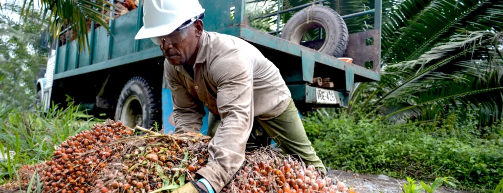 El sector palmero colombiano registra un buen balance al cierre de 2023