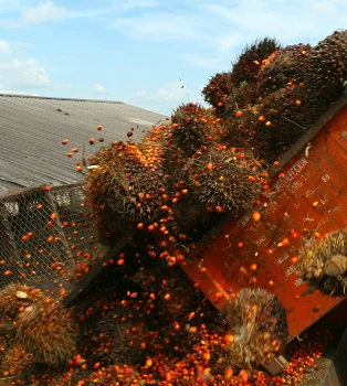 ¿Qué es el Índice de Costos para el Cultivo de la Palma de Aceite en Colombia, (ICPA)?