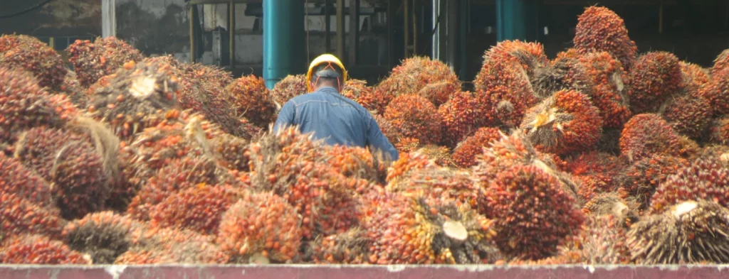 2023: récord en productividad de aceite de palma en Colombia