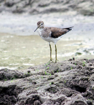 Patamarilla Menor – Pitotoy chico: Tringa flavipes (Gmelin, 1789)
