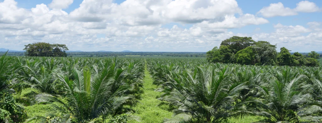 Atentos a las predicciones fenómeno El Niño para febrero 2025