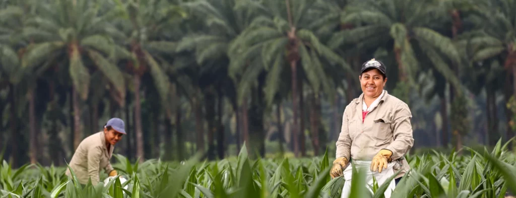 Fedepalma abre convocatoria para concursos que le apuestan a la sostenibilidad