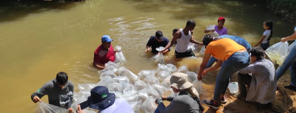 Grupo Empresarial Agropecuaria Santamaría S. A., realiza repoblación piscícola de 125.000 alevines de cachama
