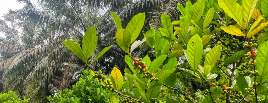 Productores de pequeña escala en Malasia, promesa de sostenibilidad y resiliencia