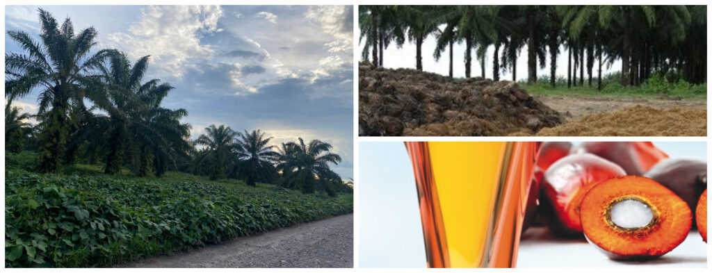 ¿Conoce las diferencias entre Net Zero y Carbono Neutral?