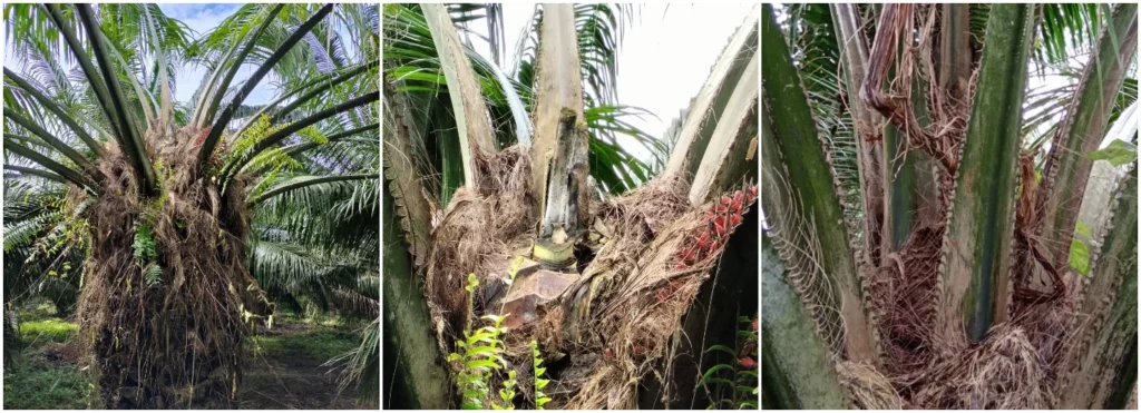 Diferencias entre los síntomas asociados con desbalances nutricionales (R Ca/B) y Pudrición de cogollo en la Zona Suroccidental