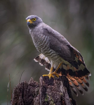 Gavilán Pollero: Rupornis magnirostris (Gmelin, 1788)