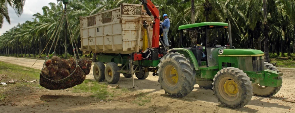SISPAPLUS, la renovada plataforma de estadísticas del sector palmero