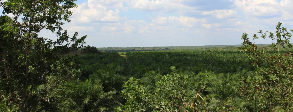 ¿Cómo prevenir incendios forestales durante el Fenómeno El Niño?