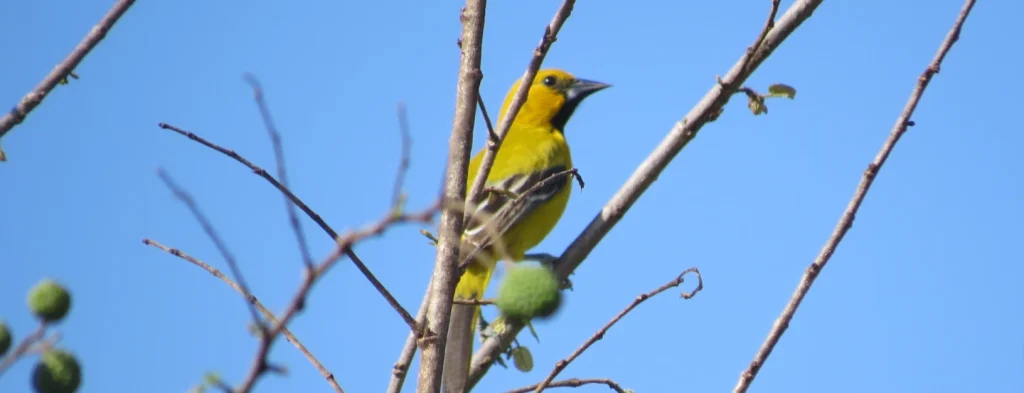Más de 55 especies de aves identificadas en cultivos del Campo Experimental Palmar de la Sierra de Cenipalma