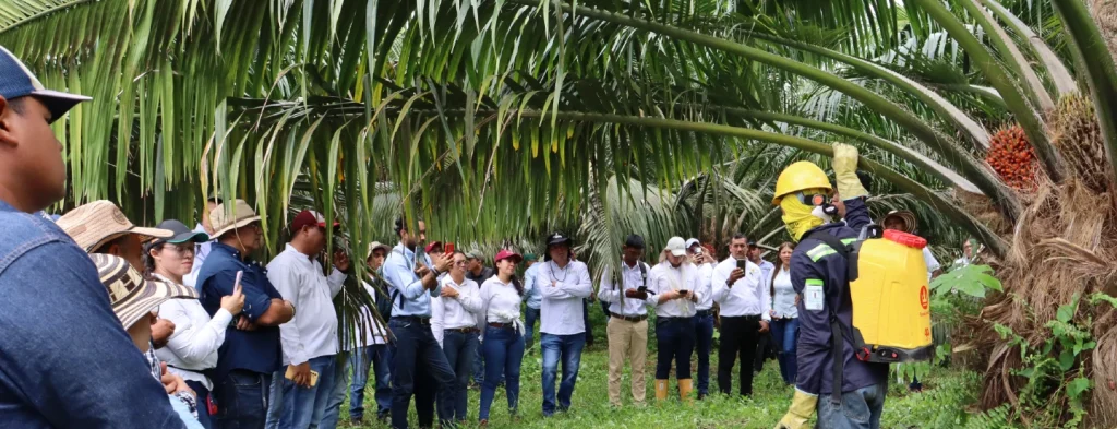 Cenipalma y Oleaginosas del Yuma S. A. S., comparten prácticas de manejo para reducir el malogro en cultivares híbridos OxG y E. guineensis