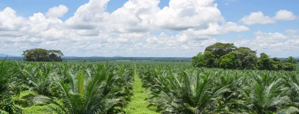 Variabilidad climática en las zonas palmeras de Colombia: ¿cómo se ha comportado la temperatura durante los últimos 30 años?