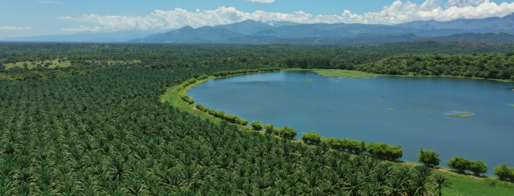Sector palmero colombiano presenta cifras récord en medición de indicadores de sostenibilidad