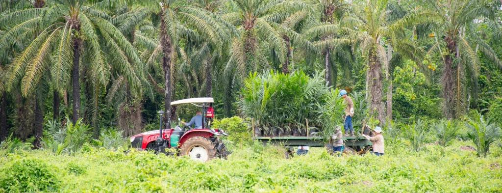 Palmas del Cesar renueva cultivos para un futuro sostenible y próspero