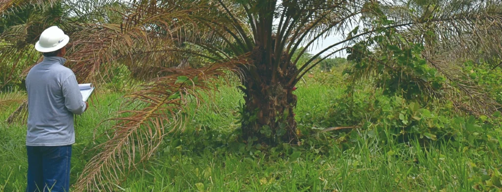 Identificación de la enfermedad Marchitez letal (ML)