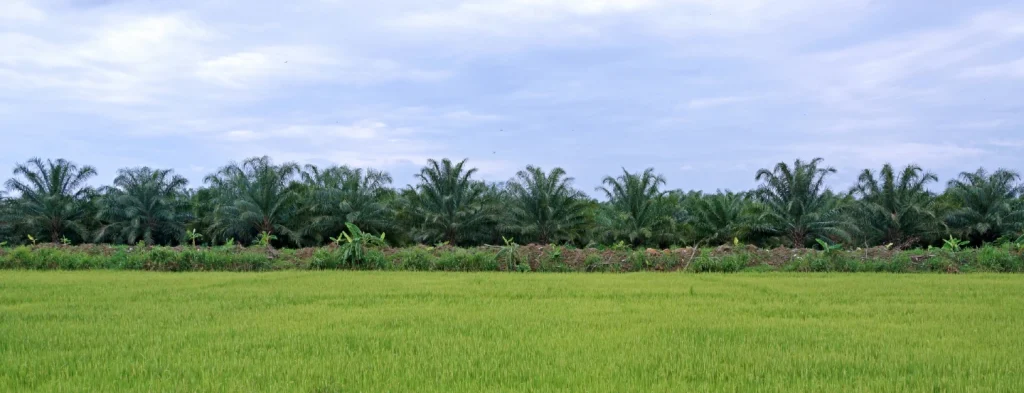 Fedepalma rechaza extorsiones en región del Catatumbo