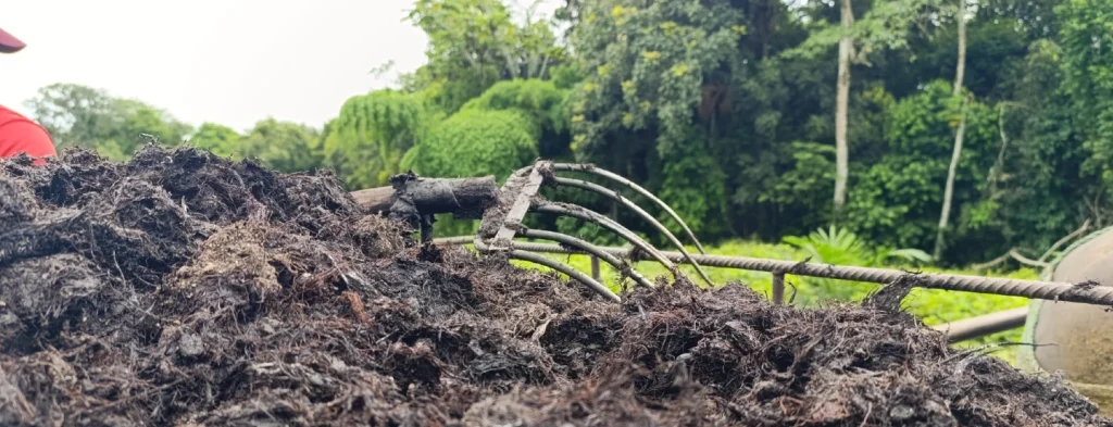 Uso de compost de tusa en palma de aceite