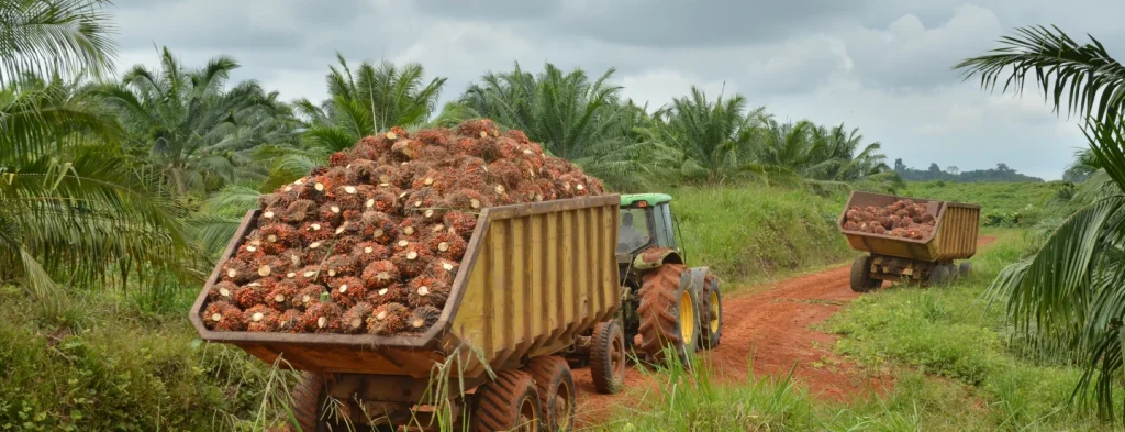 El fenómeno El Niño ha impactado la producción de aceite de palma en el primer semestre del 2024