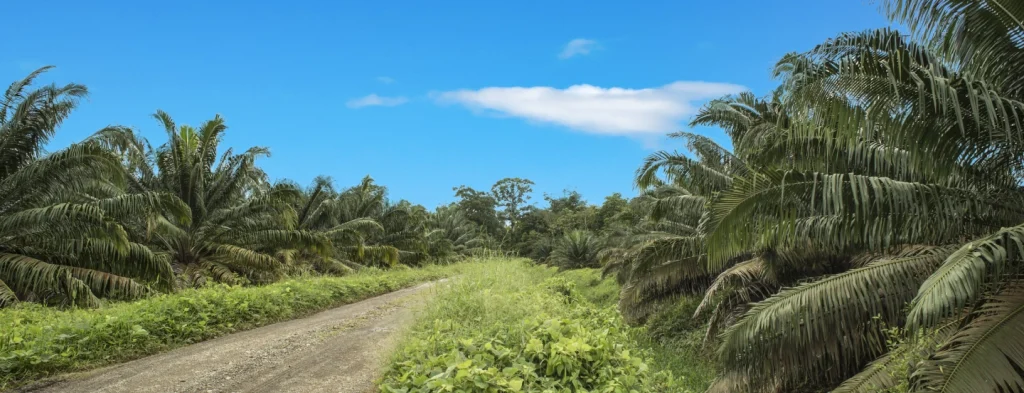 Atentos a las predicciones fenómeno El Niño para el mes de julio