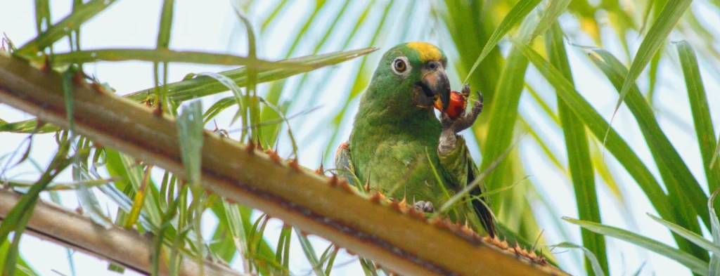 Colombia tiene nueva Estrategia Nacional de Conservación de Aves